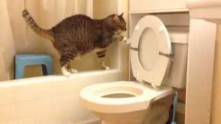 トイレを流す猫トラキチ