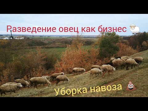 Чистка навоза|Эдильбаевский баран|