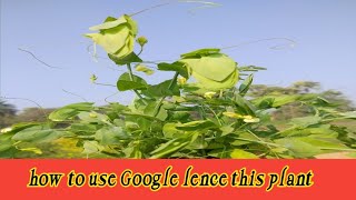 गूगल लेंस का प्रयोग करें/how to use Google lence screenshot 2