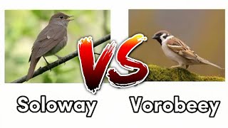 Soloway VS Vorobbey