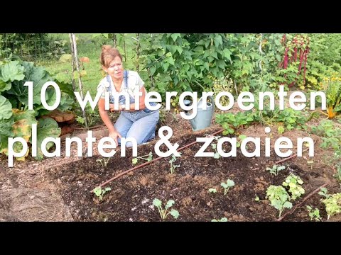 Video: Groente: Die Beste Tuinbure