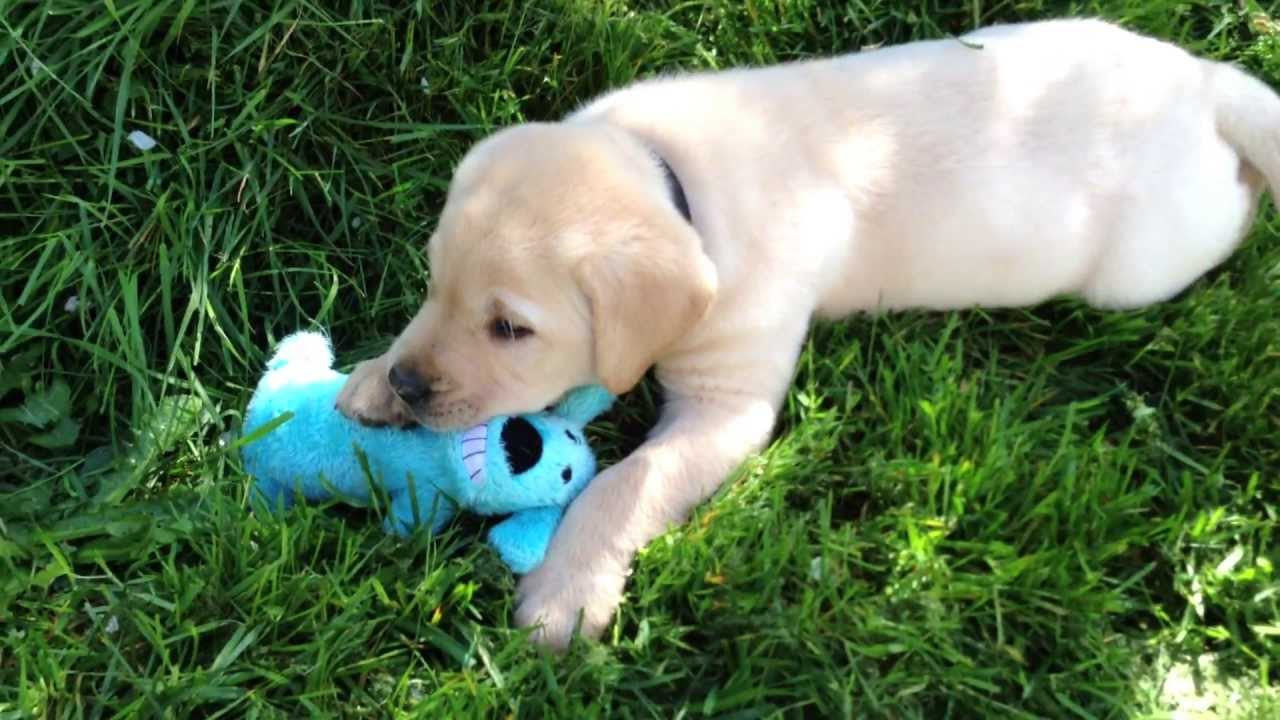 9 week old yellow lab