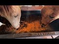 Feeding Horses Together With Sharing Issues