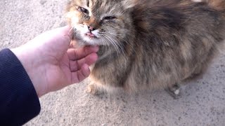 Princess fluffy cat walking to me by Robin Seplut 3,331 views 2 weeks ago 11 minutes, 29 seconds