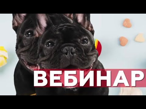 ВЕБИНАР: Основы правильного кормления собак и кошек