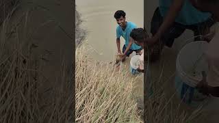desi magur#fishing #fishingvideo #fishingvideo #malda