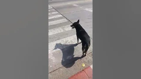 Patient Stray Doggo Uses Crosswalk Safely || ViralHog