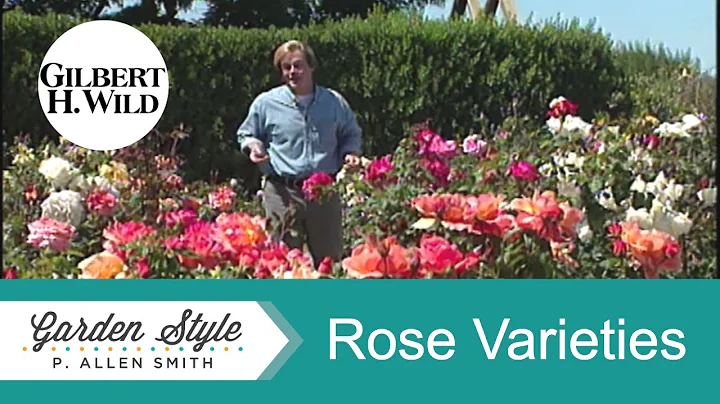 Rose Varieties | Garden Style (115)