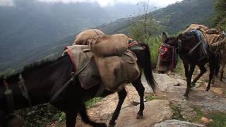 Download Lagu Kimrong to Ghandruk Mule Train MP3 Download Lagu Kimrong to Ghandruk Mule Train MP3
