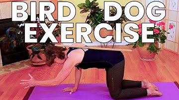 Bird Dog Exercise for Beginners