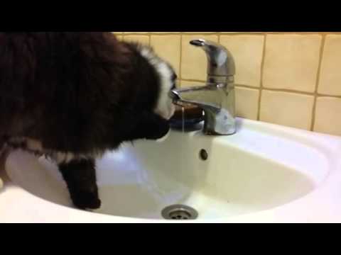 Video: Kuinka Vesi Voi Auttaa Kissasi Laihtua - Ja Pitämään Sen Poissa
