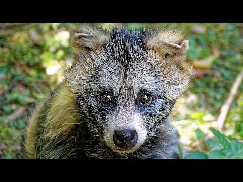 فيديو: الحياة غير العادية للحيوانات الأليفة في اليابان