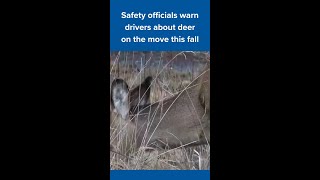 State safety officials urge drivers to stay alert with deer on the move this fall