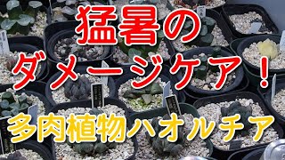 【多肉植物】猛暑で受けたダメージケア！成長期に向けて植替え！ ハオルチア　ハオルシア  ビザールプランツ　珍奇植物　Haworthia　Succulents