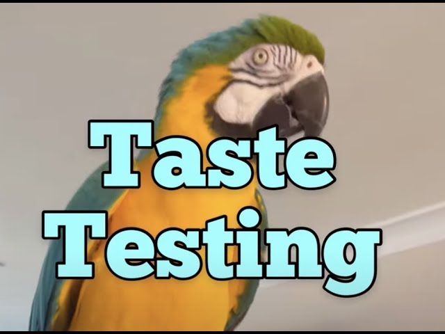 What Do Parrots Taste Like? Unveiling Avian Flavors