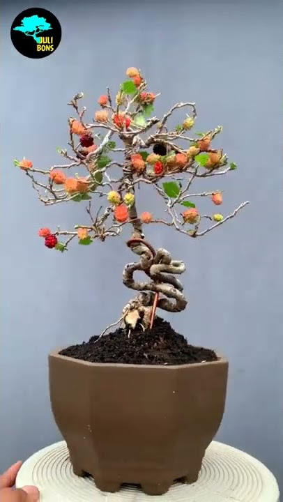 INSPIRASI BONSAI MURBEI BERBUAH LEBAT & CANTIK