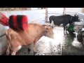 Liked on YouTube: Cow Milking Robot / Melkroboter