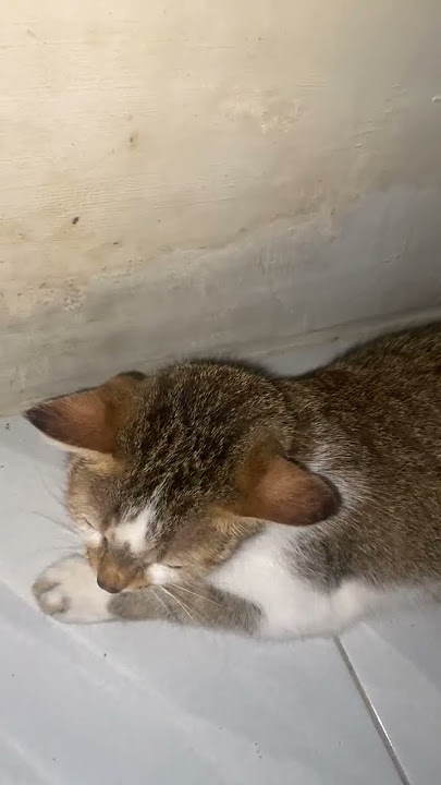 Cat says EMONG (Javanese) means NO #smartcat #Shorts