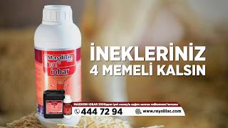 İneklerde Mastitis Nasıl Önlenir Masdisin Iobar Royal İlaç