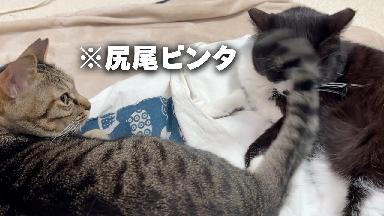 お気に入りの猫用お布団を横取りされそうになり無言で尻尾ビンタを何度も食らわせる猫