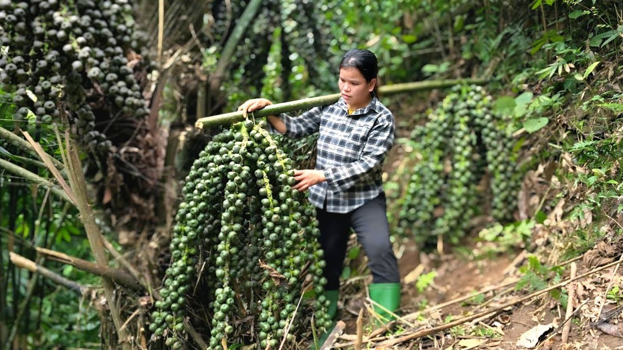 Harvesting Foreste Fruits Goes to the market sell, Gardening / Triệu Ghền.