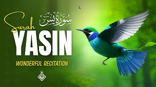 Surah Yasin (Yaseen) سورة يس | Relaxing heart touching voice | Zadullah TV