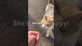 Cute Stray Cat Comes Running To See Me!