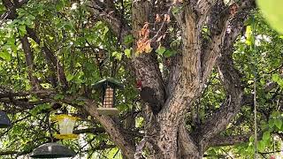 Pileated Woodpecker