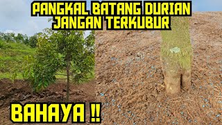 PANGKAL BATANG DURIAN JANGAN TERKUBUR ‼ PEKERJA BARU KADANG BELUM PAHAM PENGGEMBURAN ✅