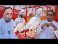 Ustad jamal fazil dubai ki chat se breeder pigeons