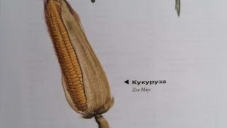 Кукуруза.  Mais. Lat.:  Zea mays. Мария Требен.