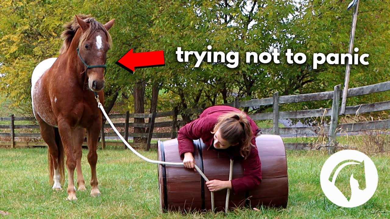 Fun Ways To Desensitize A Horse