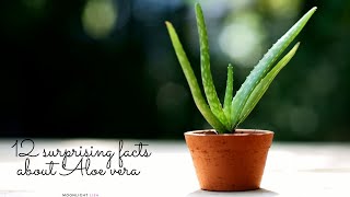 12 Surprising Facts About Aloe Vera