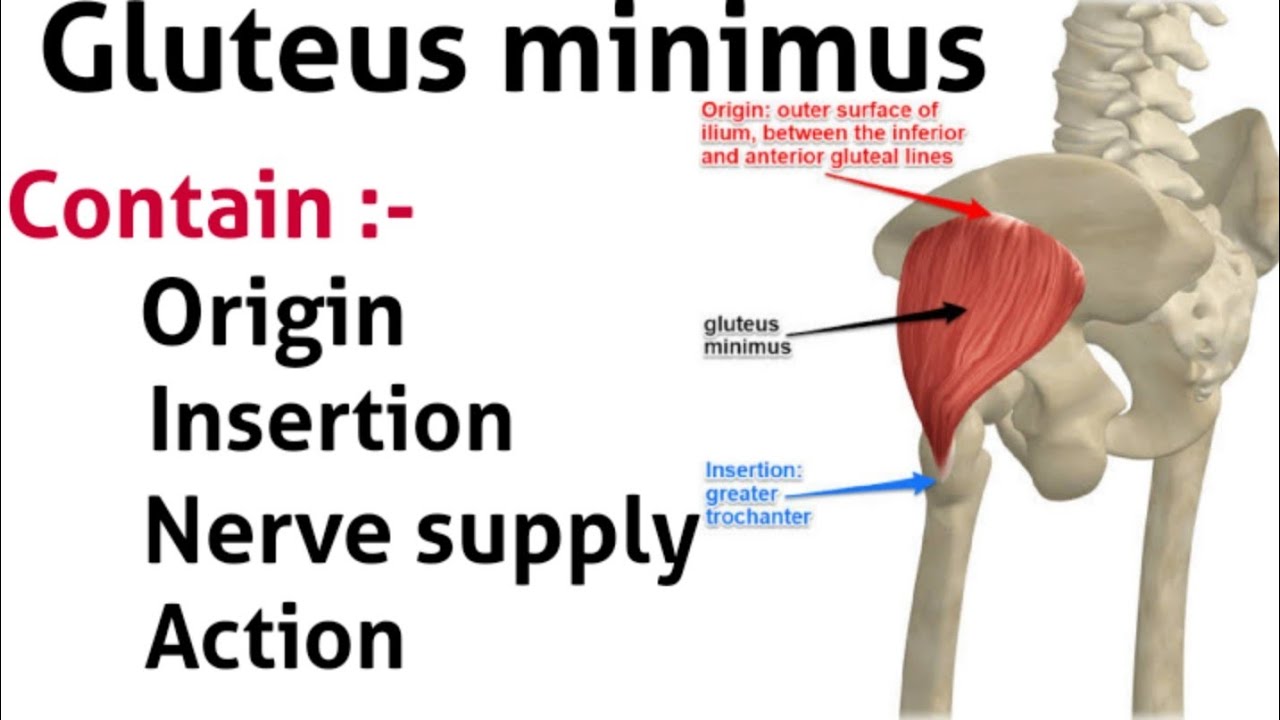 Gluteus minimus - Origin, insertion and actions