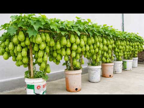 No Garden Grow Chayote in a Paint Bucket and Harvest Tons!