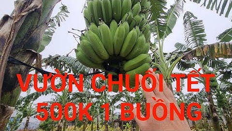 Kinh nghiệm trồng chuối bán tết đỉnh cao thu tiền tỷ.