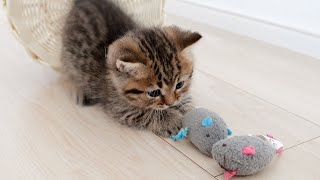 Kitten Lili has an unique preference in toys