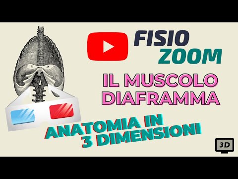 Video: Anatomia, Diagramma E Funzione Dell'osso Nasale - Body Maps