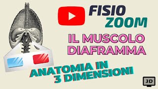 ANATOMIA 3D: il muscolo diaframma.