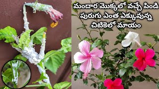 mealybug treatment on hibiscus plant | mealybug control | mealybug pesticide | hibiscus plant care