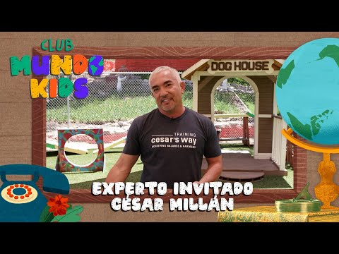 Video: Pregunte a un experto - Perros 