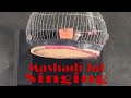 Irani Mashadi Jal Lark Beautiful Singing ... Singing Bird ...