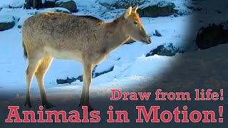 Draw from Life - Animals in Motion #16 - Milu Deer by Animal Drawing References 30 views 2 weeks ago 16 minutes