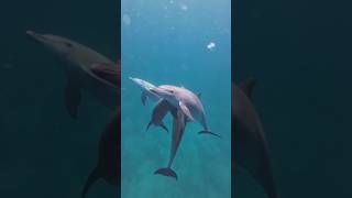 صوتالدلافينdolphin ???sounds ?shortsfeed dolphin viralshort  shorts shorts