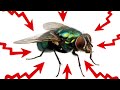 11 Effective Home Remedies For Flies (GET RID OF THEM FAST!)