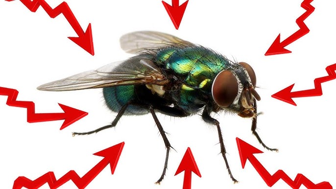 How to Get Rid of House Flies (4 Simple Steps) 