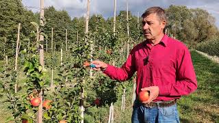 Сорт яблони Дельбар Жюбиле, очень интересный сорт для Беларуси, мои наблюдения.