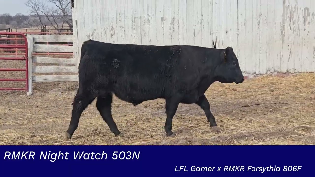 RMKR Night Watch 503N