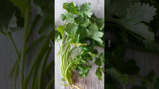 La Coriandre Une Herbe Magique Aux Mille Bienfaits