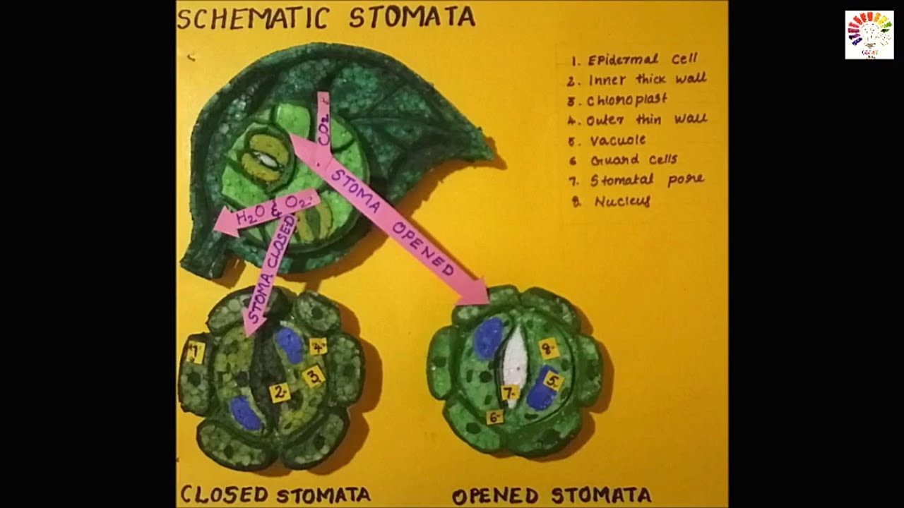 Photosynthesis Model In Plants Science Project 3d Model For Students The4pillars Youtube